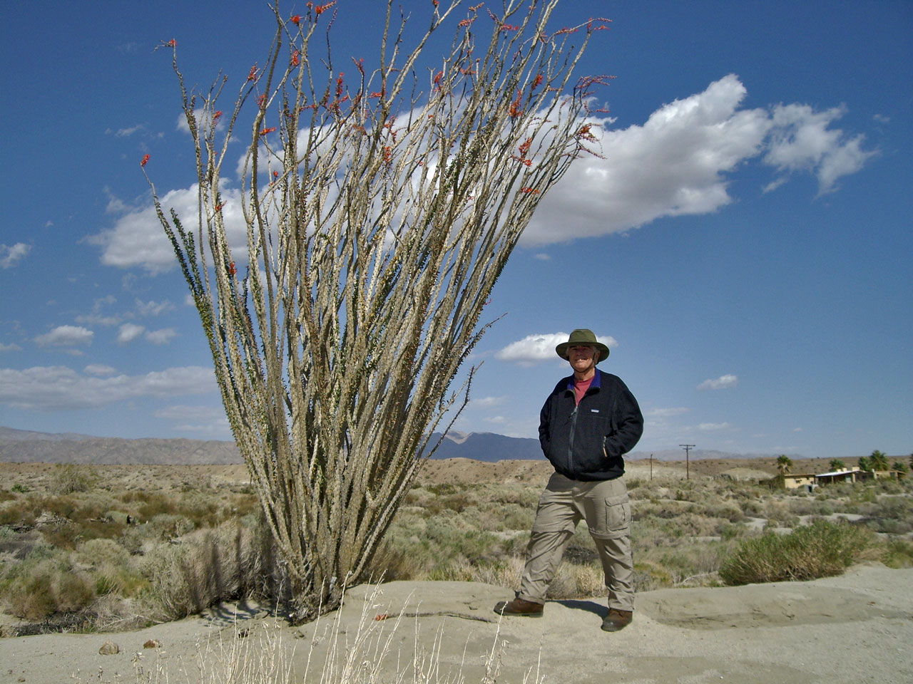 Dad next to Ocotillo Plant