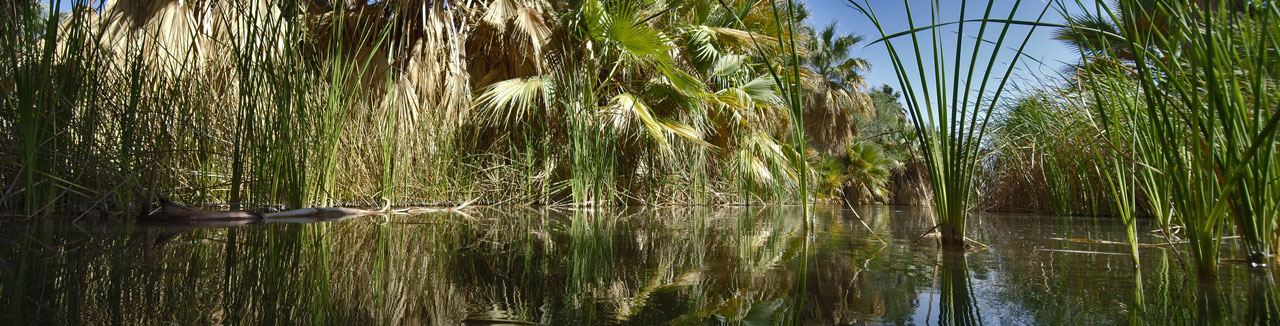 Oasis pond