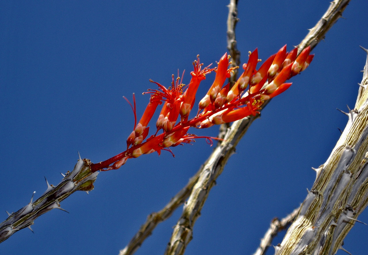 Palm Springs Oasis Trail - Ocotillo Plant Flowers