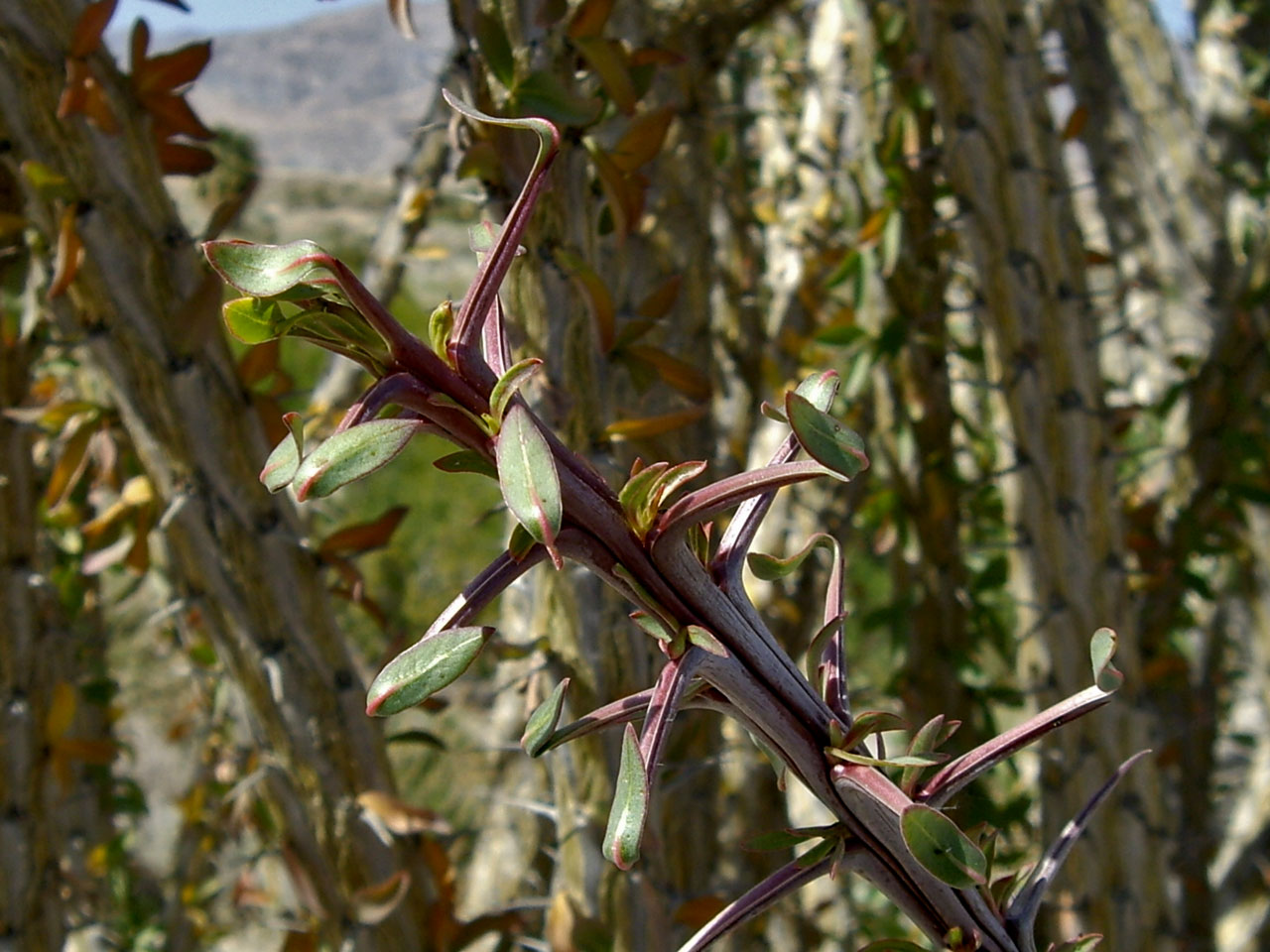 Ocotillo Plant thorn and leaf formation