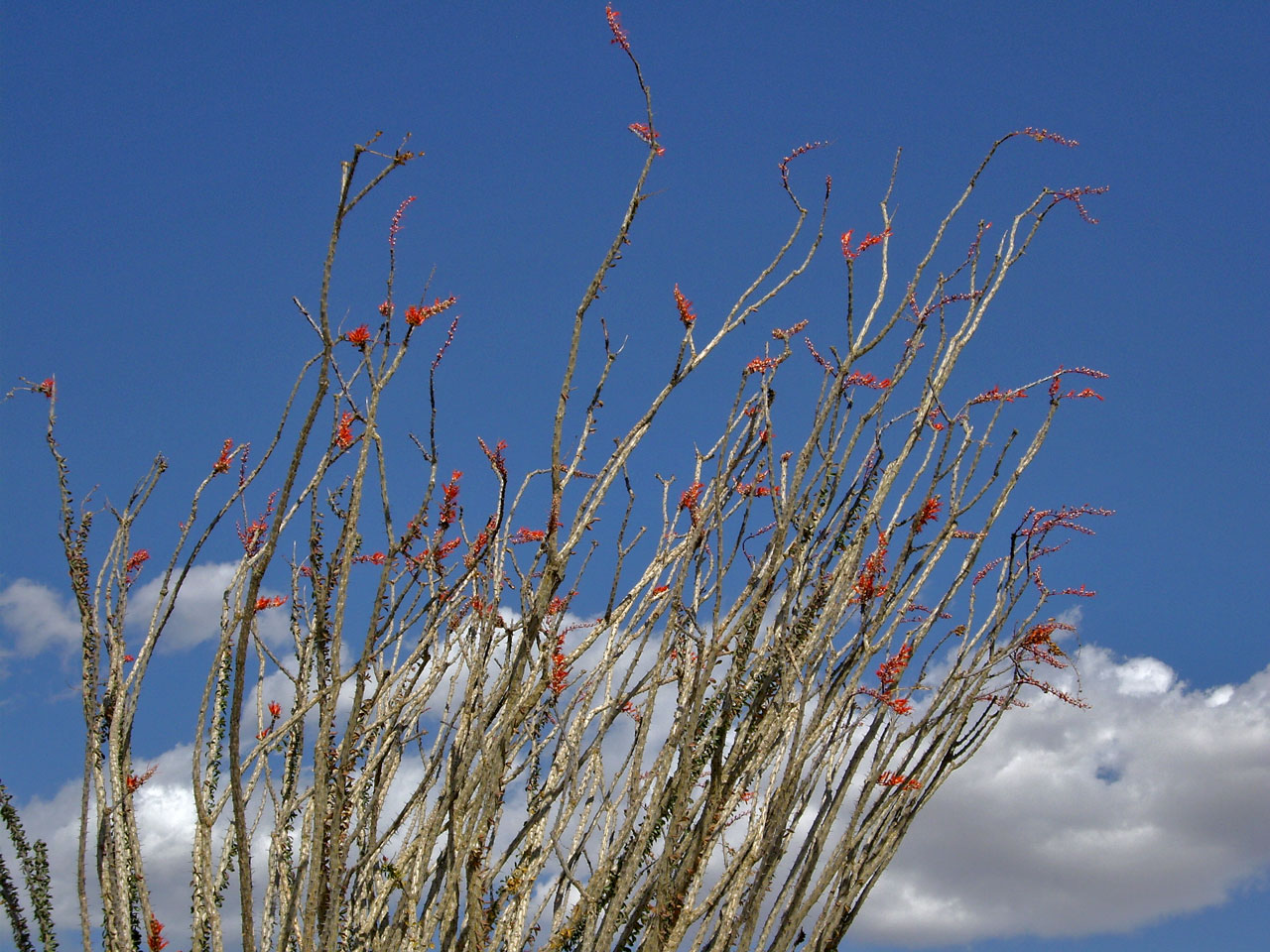 Palm Springs Oasis Trail -blooming Ocotillo Plant