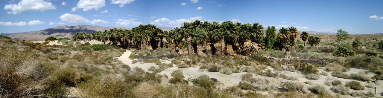 Palm Springs Oasis Trail